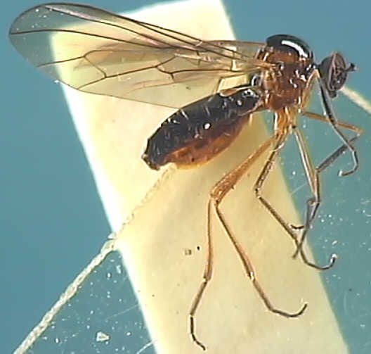 Ocydromia glabricula